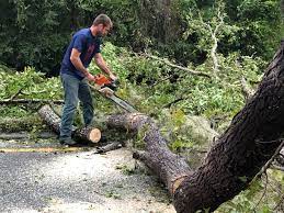 Best Fruit Tree Pruning  in North Laurel, MD