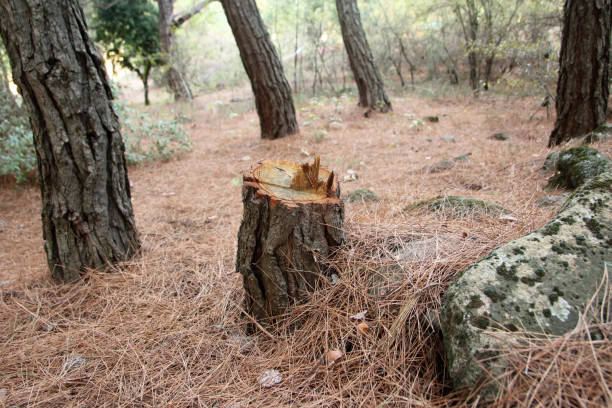  North Laurel, MD Tree Care Pros