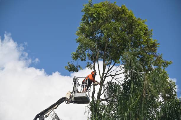 Best Hazardous Tree Removal  in North Laurel, MD