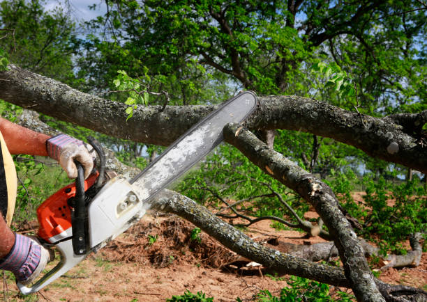 Trusted North Laurel, MD Tree Care Experts